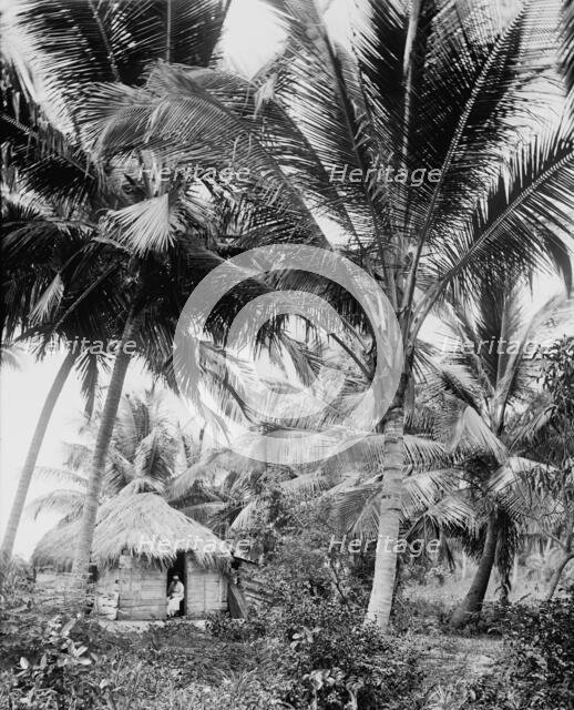 Cocoanut palms, Puerto Rico, c1903. Creator: Unknown.