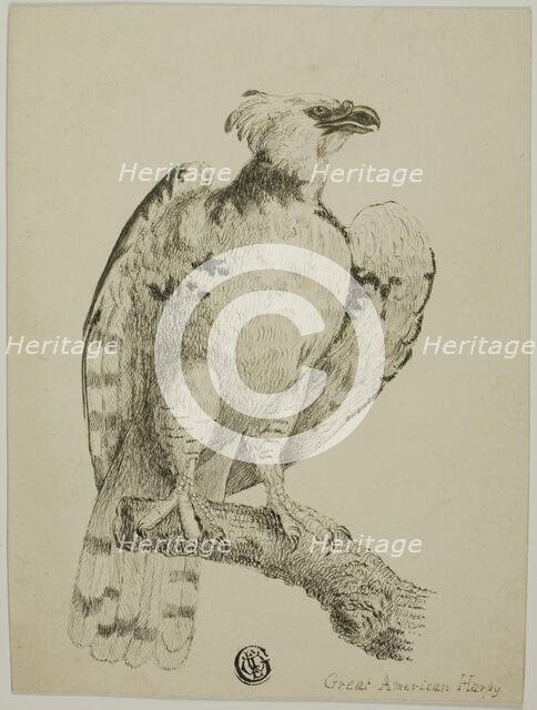 Great American Harpy, n.d. Creator: Unknown.