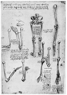 Study of human bones, late 15th or 16th century (1954).Artist: Leonardo da Vinci