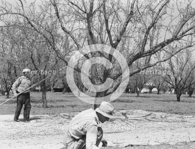 Harvesting on almond ranch, local day labor, near Walnut Creek, Contra Costa County, 1939. Creator: Dorothea Lange.