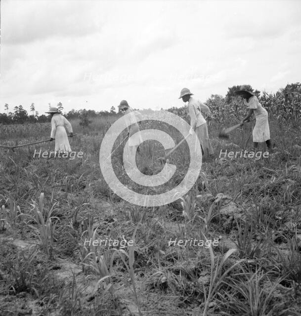 Hoe culture in the South, Mississippi, 1936. Creator: Dorothea Lange.
