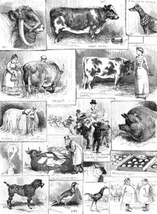 The Birmingham Cattle, Poultry, and Dog Show, 1883. Creator: Unknown.