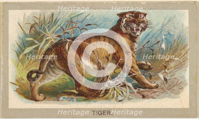 Tiger, from the Animals of the World series (T180), issued by Abdul Cigarettes, 1881. Creator: Unknown.