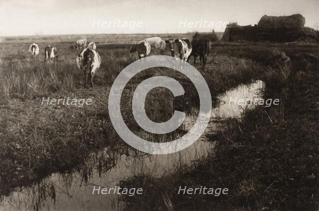 Cattle on the Marshes, 1886. Creator: Peter Henry Emerson.