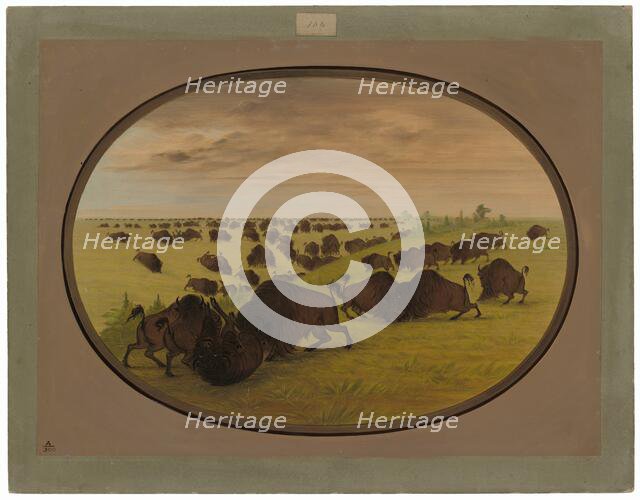 Bulls Fighting, 1861/1869. Creator: George Catlin.