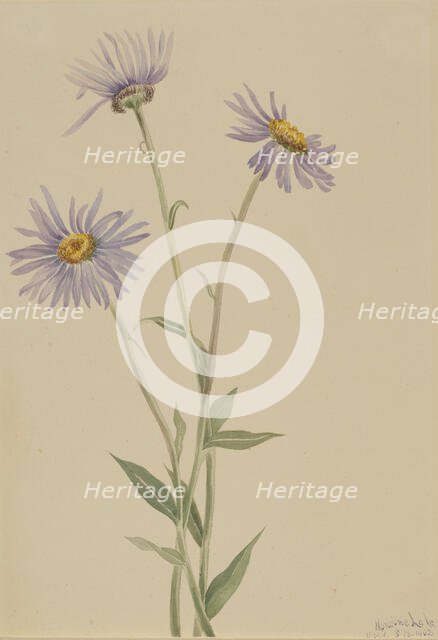 Showy Fleabane (Erigeron salsuginosus), 1902. Creator: Mary Vaux Walcott.