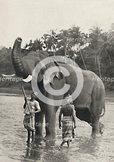 'Elefant in der Mahavaliganga', 1926. Artist: Unknown.