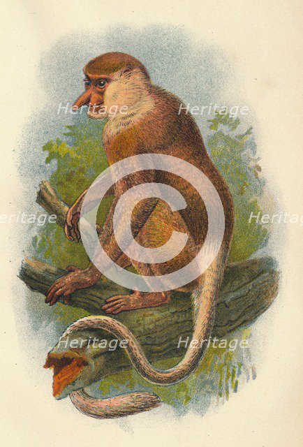 'The Proboscis Monkey', 1897. Artist: Henry Ogg Forbes.