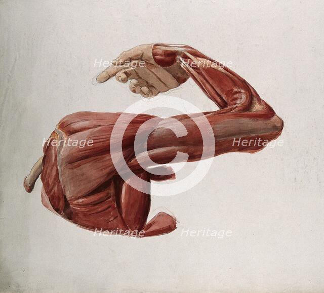 Dissection showing the muscles of the arm and shoulder, back view, with elbow and wrist..., (1833?). Creator: Johann Conrad Zeller.