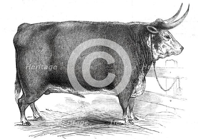 Mr. R.M. Layton's 4 yrs. 8 mo. old Hereford ox...1845. Creator: Unknown.