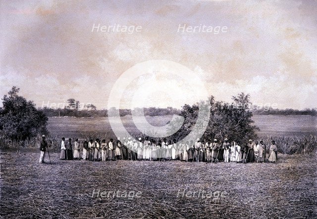 Black slaves working in the sugar harvest, lithograph.