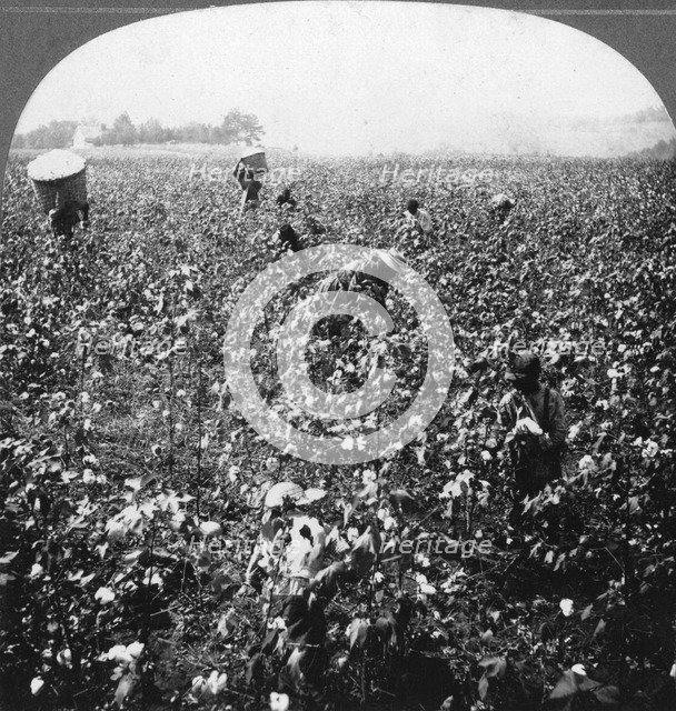 A cotton plantation, Rome, Georgia, USA, 1898.Artist: BL Singley
