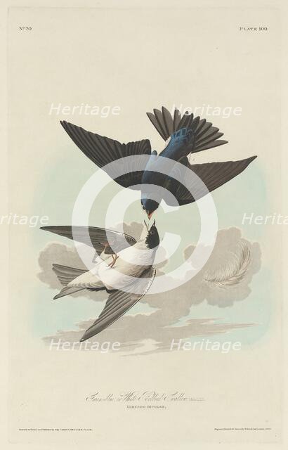 Green-blue or White-bellied Swallow, 1830. Creator: Robert Havell.