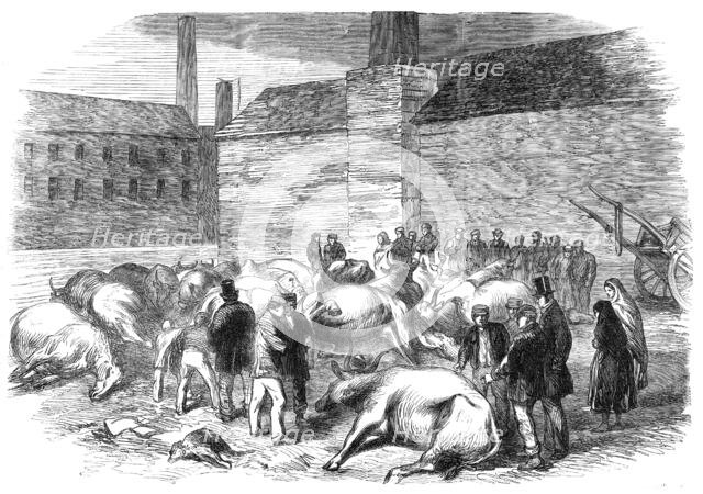 Illustrations of the Flood at Sheffield: drowned cattle at High Bank, on the River Don, 1864. Creator: Unknown.