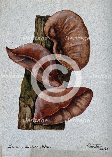 Jew's ear fungus (Hirneola auricula-judae): three fruiting bodies on wood, 1896. Creator: Unknown.