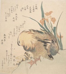 Pair of Mandarin Ducks and Iris Flowers, late 18th-early 19th century. Creator: Kubo Shunman.