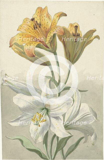 Yellow and White Lilies, c.1780. Creator: Willem van Leen.