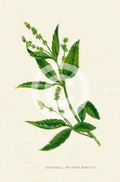 'Perennial, or Dog's Mercury', c1891, (1891). Artist: Anne Pratt.
