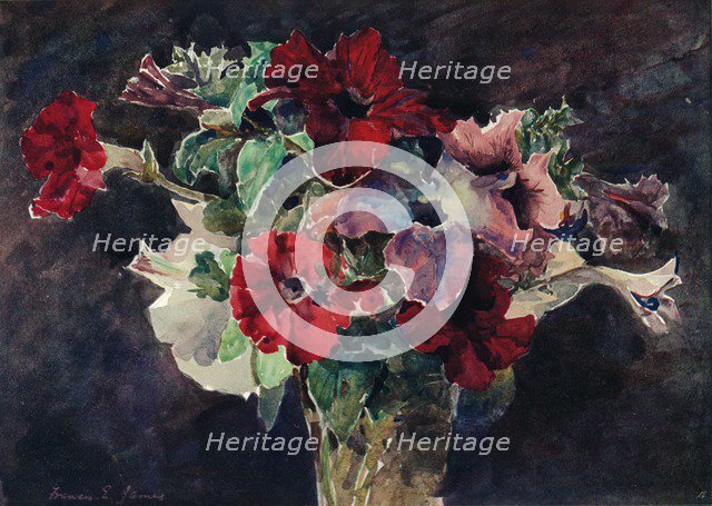 Petunias, c1869-1906, (1906). Artist: Francis Edward James