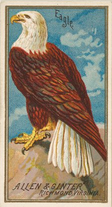 Eagle, from the Birds of America series (N4) for Allen & Ginter Cigarettes Brands, 1888. Creator: Allen & Ginter.