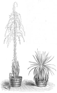 The Fourcroya Longaeva, a species of agave...in the gardens of the Royal Botanic Society..., 1864. Creator: Unknown.