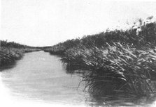 ''Un coin des bords du lac Bangweulu; Afrique Australe', 1914. Creator: Unknown.