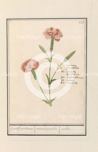 Carnation (Dianthus), 1596-1610.  Creators: Anselmus de Boodt, Elias Verhulst.
