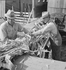 Farmers feeding corn into cooperatively owned..., near W Street at Carlton, Oregon, 1939. Creator: Dorothea Lange.