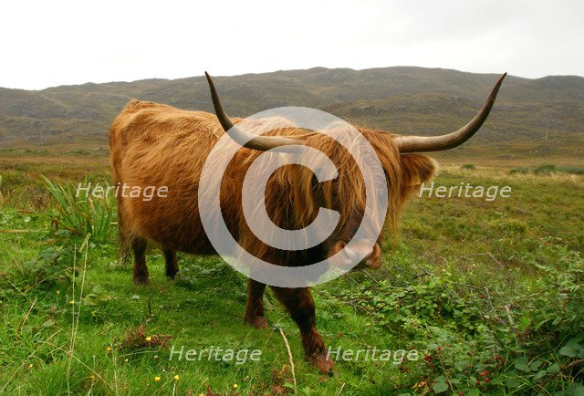 Highland cattle, Scotland.