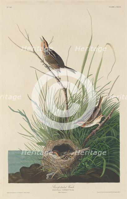 Sharp-Tailed Finch, 1832. Creator: Robert Havell.
