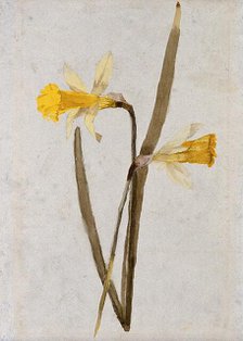 Daffodils (Narcissus): flowers and leaves, c1890s. Creator: Hester Royd Carpenter.