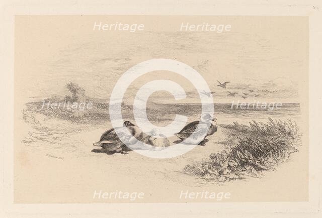Canards Sauvages. Creator: Karl Bodmer.