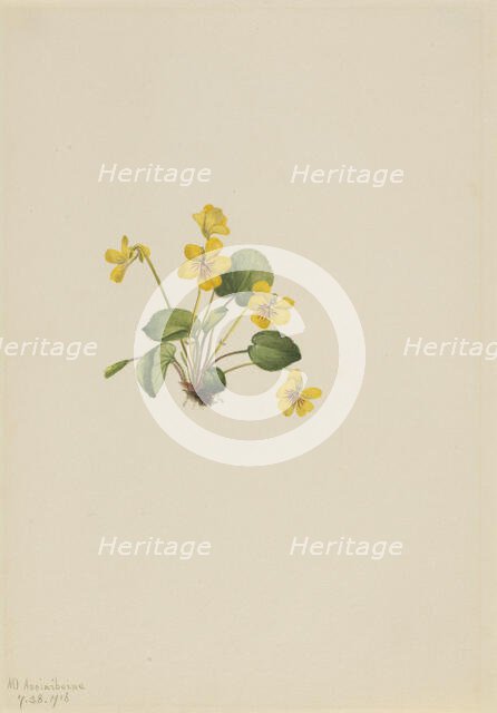 Yellow Violet (Viola orbiculata), 1916. Creator: Mary Vaux Walcott.