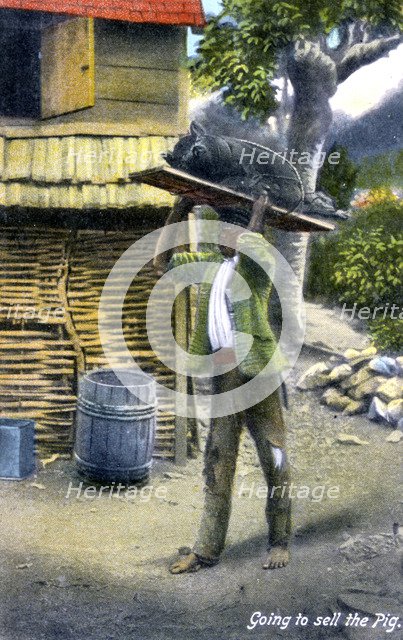 A man on his way to market to sell a pig, Jamaica, c1900s. Artist: Unknown