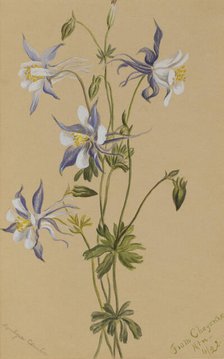 Blue Columbine (Aquilegia caerulea), 1922. Creator: Mary Vaux Walcott.