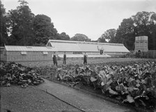 Greenhouses and kitchen garden at Notley Abbey House, Long Crendon, Buckinghamshire, 1904. Artist: A Newton