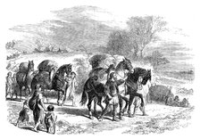 Carrying bread to London on pack-horses, c1895. Artist: Unknown