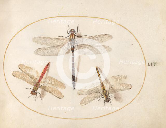 Plate 54: Three Dragonflies, c. 1575/1580. Creator: Joris Hoefnagel.