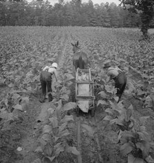 Tobacco field in early morning where white sharecropper..., Shoofly, North Carolina, 1939. Creator: Dorothea Lange.