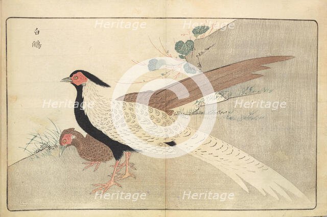 Illustration from "Pictures of Imported Birds", 1790. Creator: Kitao, Masayoshi (1764-1824).