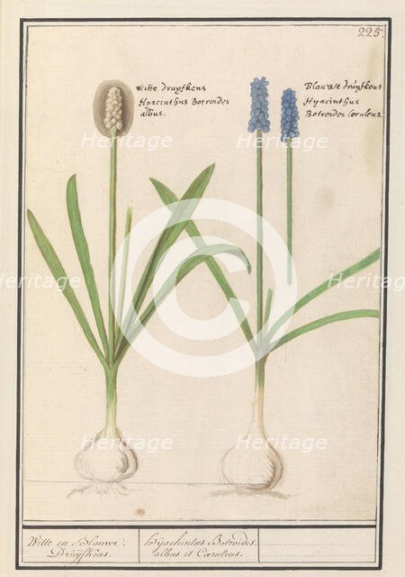 Grape hyacinths (Muscari botryoides), 1596-1610. Creators: Anselmus de Boodt, Elias Verhulst.