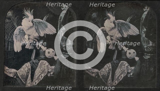Still-Life with Cockatoo, Ornamental Ball, Lace, Peacock Feathers, 1850s. Creator: Thomas Richard Williams.