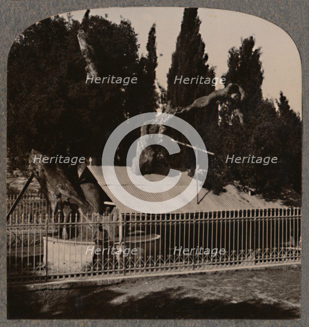 'Abraham's Oak near Hebron', c1900. Artist: Unknown.
