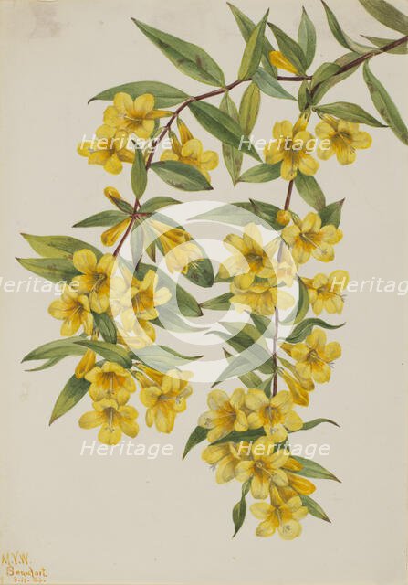Carolina Jessamine (Gelsemium sempervirens), 1926. Creator: Mary Vaux Walcott.