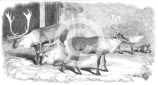 Herd of Rein-Deer, in the Gardens of the Zoological Society, Regent's Park, 1850. Creator: Unknown.
