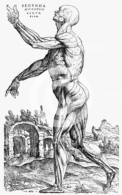 The second plate of the muscles, from Book II of De humani corporis fabrica, 1543. Artist: Andreas Vesalius