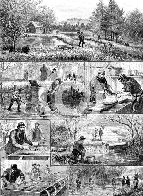 Fish-breeding; a Surrey trout-farm, 1890. Creator: Unknown.
