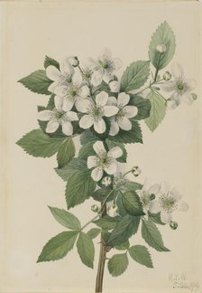Highbush Blackberry (Rubus argutus), 1919. Creator: Mary Vaux Walcott.
