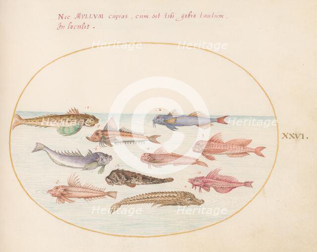 Animalia Aqvatilia et Cochiliata (Aqva): Plate XXVI, c. 1575/1580. Creator: Joris Hoefnagel.