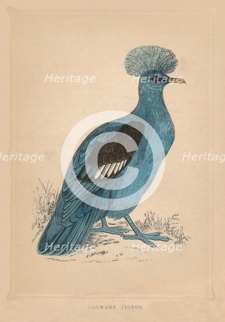 'Crowned Pigeon', (Goura), c1850, (1856). Artist: Unknown.